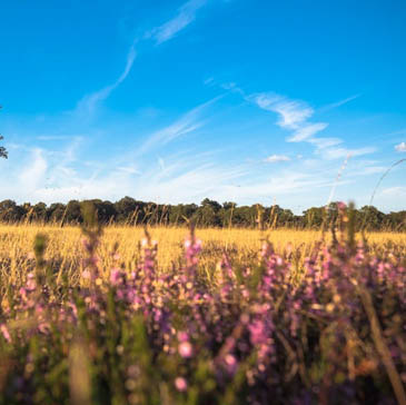 Kom tot rust in de prachtige natuur van de gemeente Noordenveld. Hier vind je rust!
