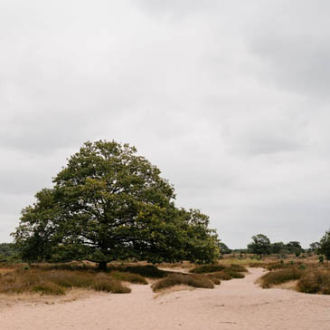 Het grootste hunebed van Nederland in Borger, omringd door natuur