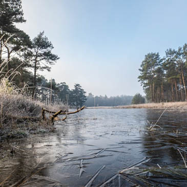 Het Drents-Friese Wold, een natuurparel met bossen en zandverstuivingen